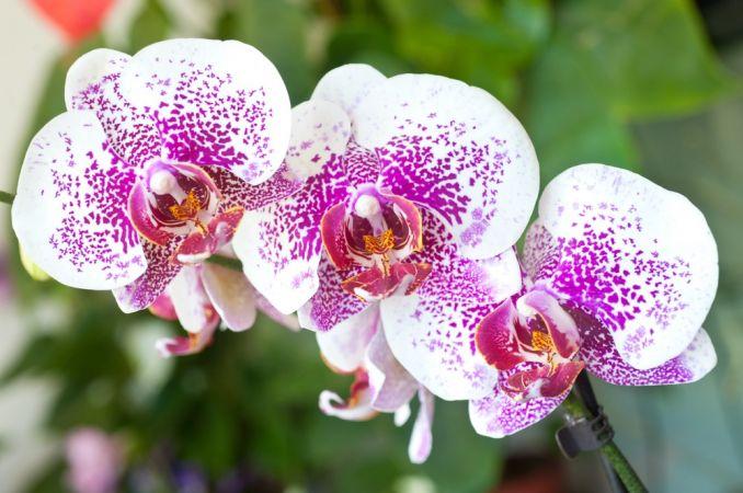 Falenopsis