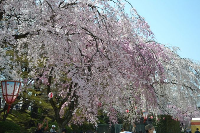 Patys ryškiausi japoniški sodai būna pavasarį, kai žydi sakuros.