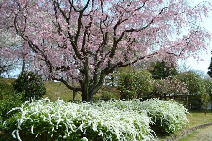 Pavasarinis sakurų ir lanksvų žydėjimas japoniškame sode.