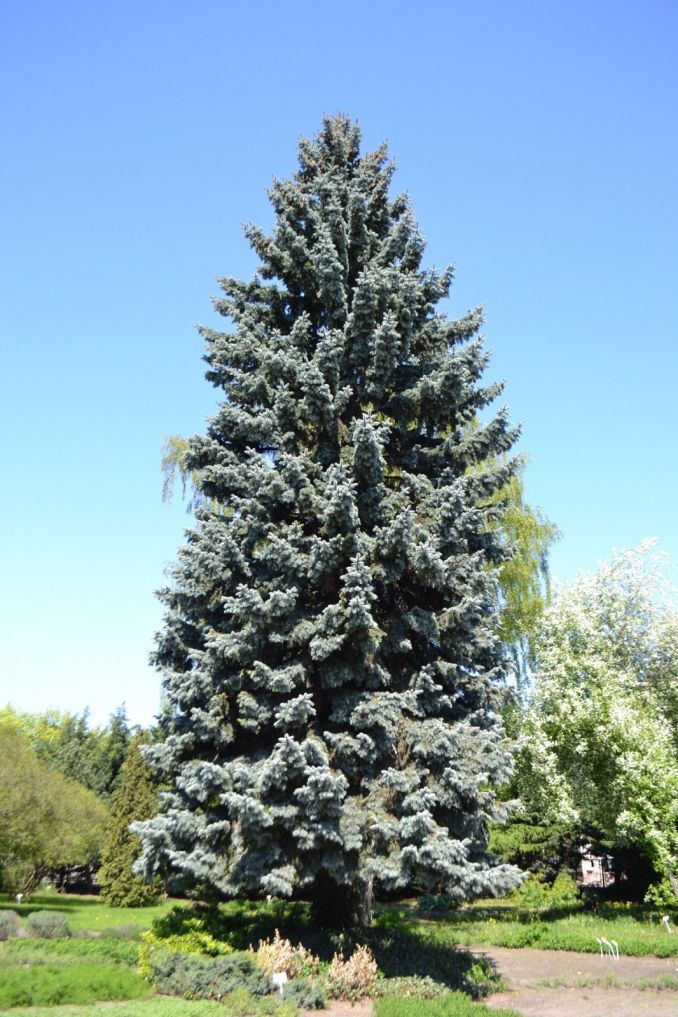 Dygioji arba sidabrinė eglė gali augti sausokose vietose, ji užaugs nemažu medžiu.