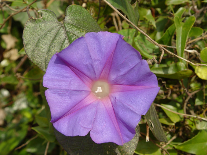 Violetinis sukučio žiedas