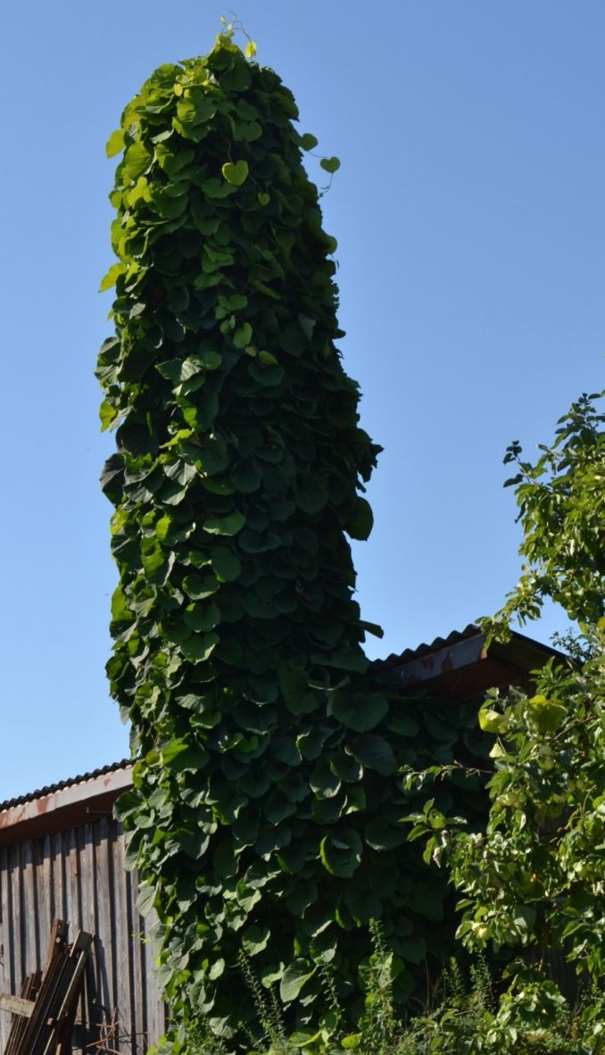 Kartuolė – vijoklinis augalas ir sugeba greitai įsliuogti į didelį aukštį, tad tapti įspūdingu kiemo akcentu, tik jos atramos turi būti tvirtos, kad atlaikytų augalo svorį.