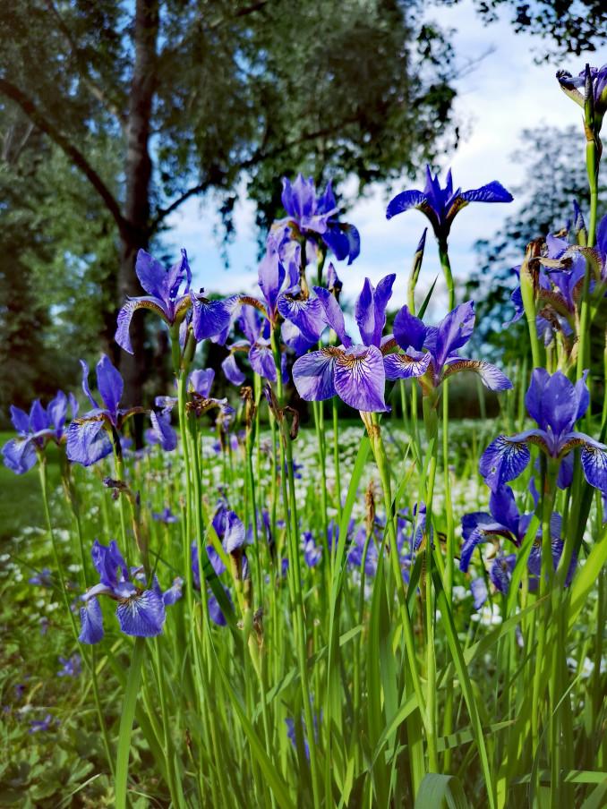 Violetiniai vilkdalgiai (irisai)