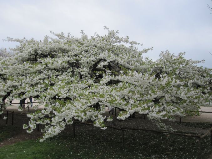 Ažūriškas ir baltas sakuros ‘Shirotae‘(Prunus hybrida) žiedų debesis.
