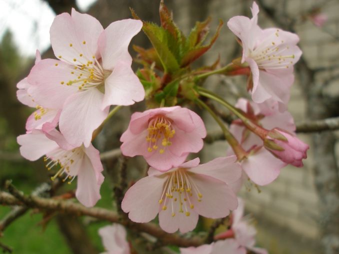 Hokaidinė vyšnia/sakura ‘Ruby’ (Prunus nipponica var.kurilensis ‘Ruby“).