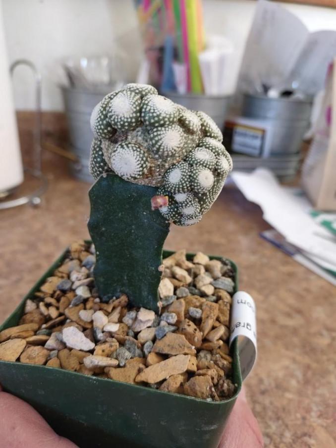 Blosfeldija