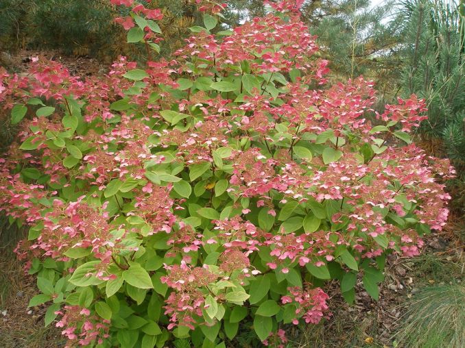 Šluotelinė hortenzija 'Early Sensation'.