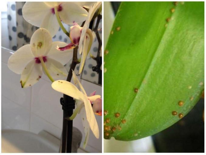 Orchidėjų kenkėjai amarai