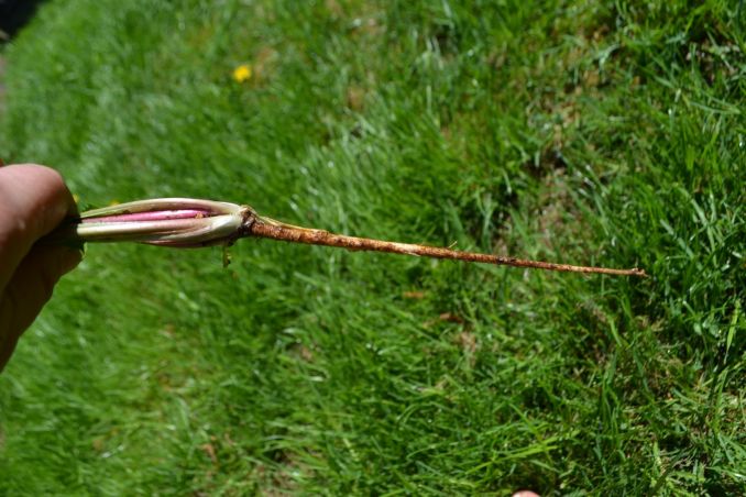 Kiaulpienės šaknys gali užaugti net iki 60 cm. ilgio, tad norint išnaikinti šią piktžolę – būtina išrauti ją visą.