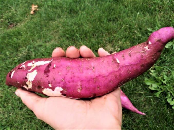 Mačiulaitienės užaugintas batatas