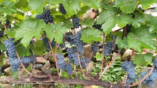 Marechal Foch