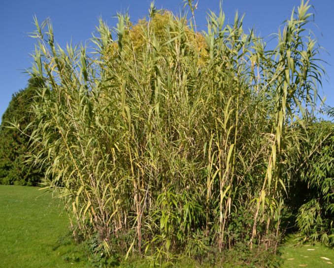 Cukranendrės – tai 5-6 m aukščio žolės, Lietuvoje jos neauga.