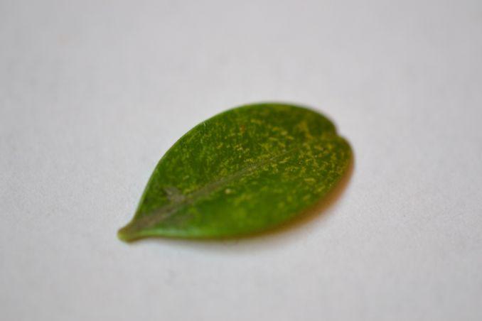 Voratinklinės erkės pažeidžia ne tik kambarinių, bet ir lauko augalų lapus. Nuotraukoje - buksmedžio (Buxus) lapelis.