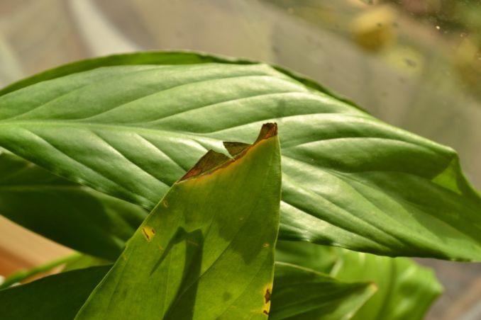 Daugelio kambarinių augalų lapų galiukai nuo sauso oro pradeda džiūti. Nuotraukoje - vėzdūnės (Spathiphyllum) lapai.