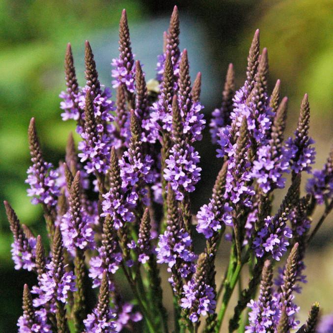 Verbena