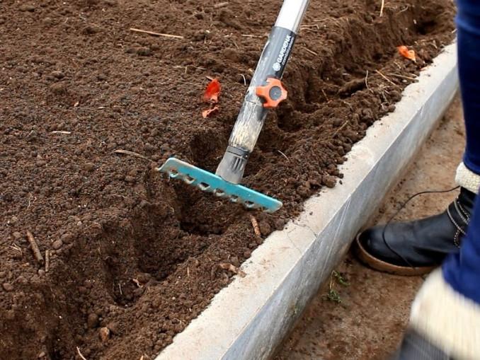 Palei šiltnamio taką susodinau svogūnus dėl laiškų