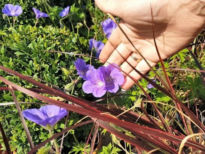 Snaputis ‘Orion’ – subtilus, galintis užpildyti tarpus tarp kitų gėlių augalas